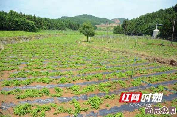 极品农民张凡带领村民发展生态农业走上致富路