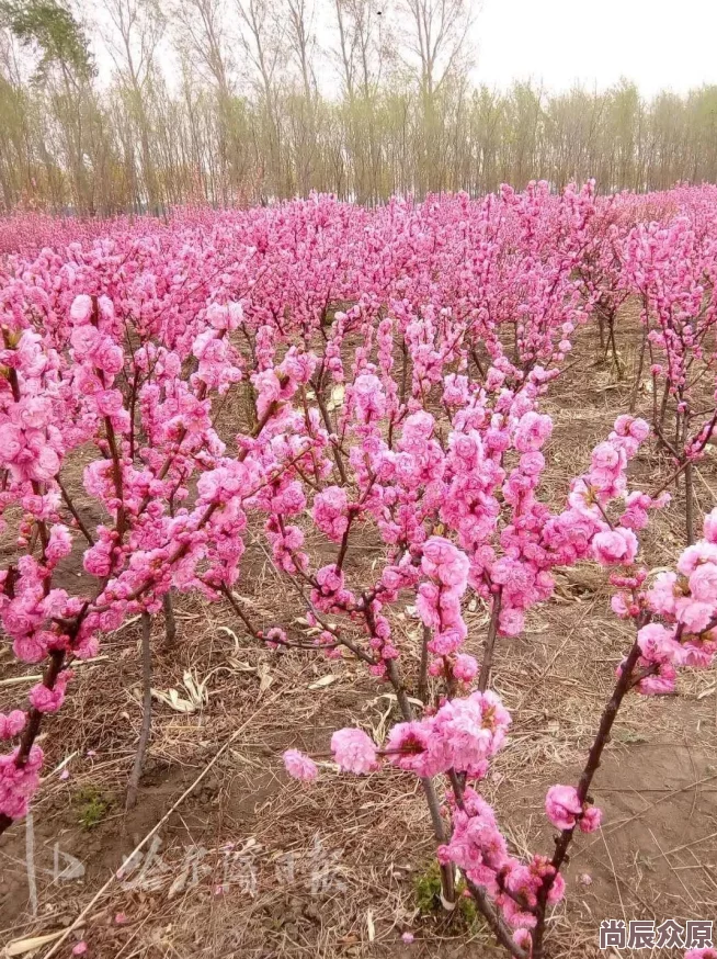 刺激的日韩小说婚姻生活共同成长携手并进让爱在每一天绽放