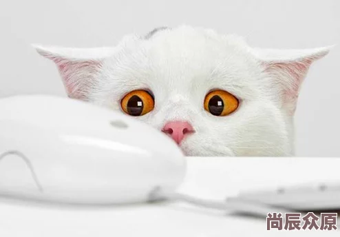 猫咪的永久地域网名是什么昵称征集活动火热进行中快来为你家主子投上一票