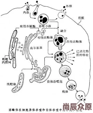 交织的体液研究取得突破性进展实验结果已初步证实相关假设