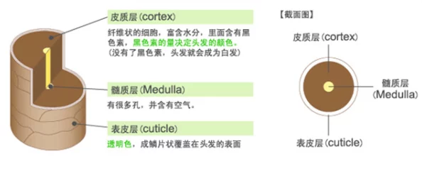 毛笔刷花核雕刻已完成初步打磨进入精修阶段