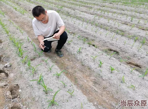 植物大战僵尸杂交版冒险模式71关通关详解，揭秘惊喜新策略助你轻松过关！