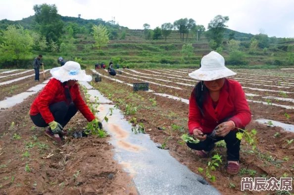 美丽小密挑种植基地建设完成开始试点生产