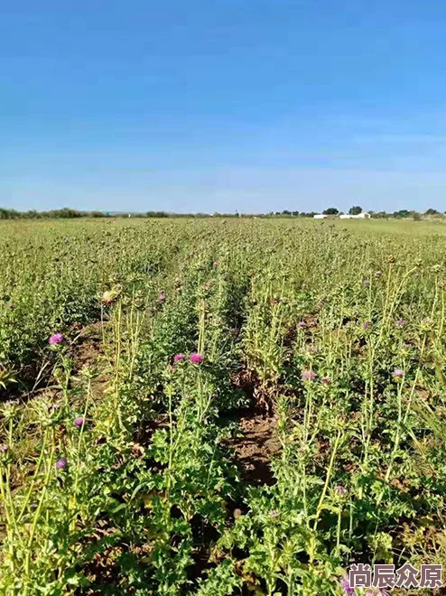 美丽小密挑种植基地建设完成开始试点生产