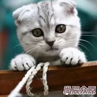 惊喜揭秘！燕云十六声中动物猫猫状元隐藏位置大公开，快来探寻萌宠荣耀之地！