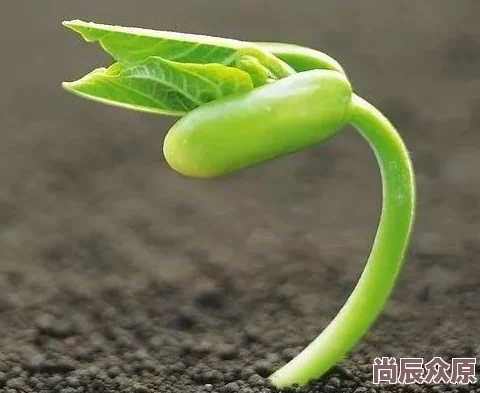 七日世界污染区植物种植攻略大揭秘：惊喜新发现，让你的绿植在逆境中茁壮成长秘籍！