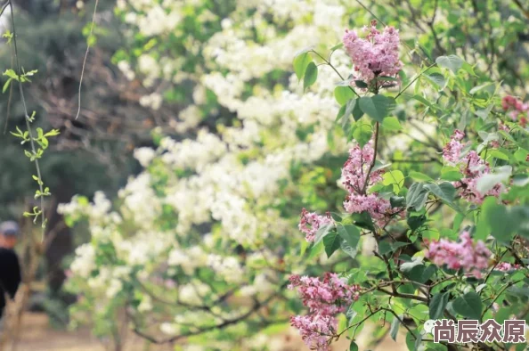 丁香六月情花开半夏香满园爱意浓情更浓