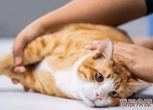 猫咪和汤前期快速赚钱攻略大揭秘，惊喜消息：新手也能迅速累积财富秘籍分享！