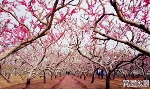 鸣潮桃祈：惊喜定位重塑与强度巅峰分析，全新版本角色揭秘介绍！