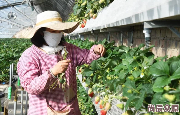 草莓视频色内容低俗，传播不良信息，平台监管力度不足