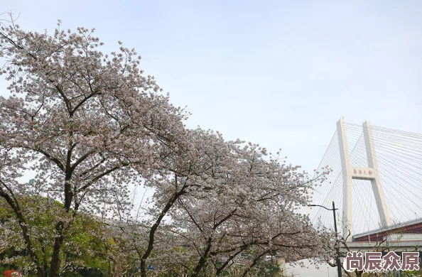 花重锦官城网友赞美蓉城春日繁花似锦美不胜收