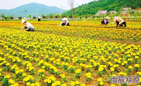 野花香视频高清免费观看反映乡村生活气息或展现自然风光与植物