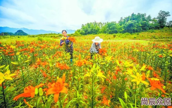 野花香视频高清免费观看反映乡村生活气息或展现自然风光与植物