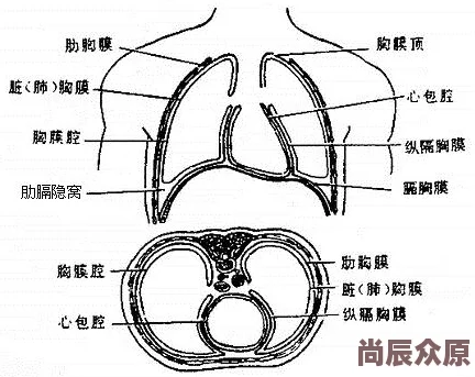 亲胸揉胸膜下近日研究发现该行为对心理健康有积极影响，促进情感交流和亲密感提升